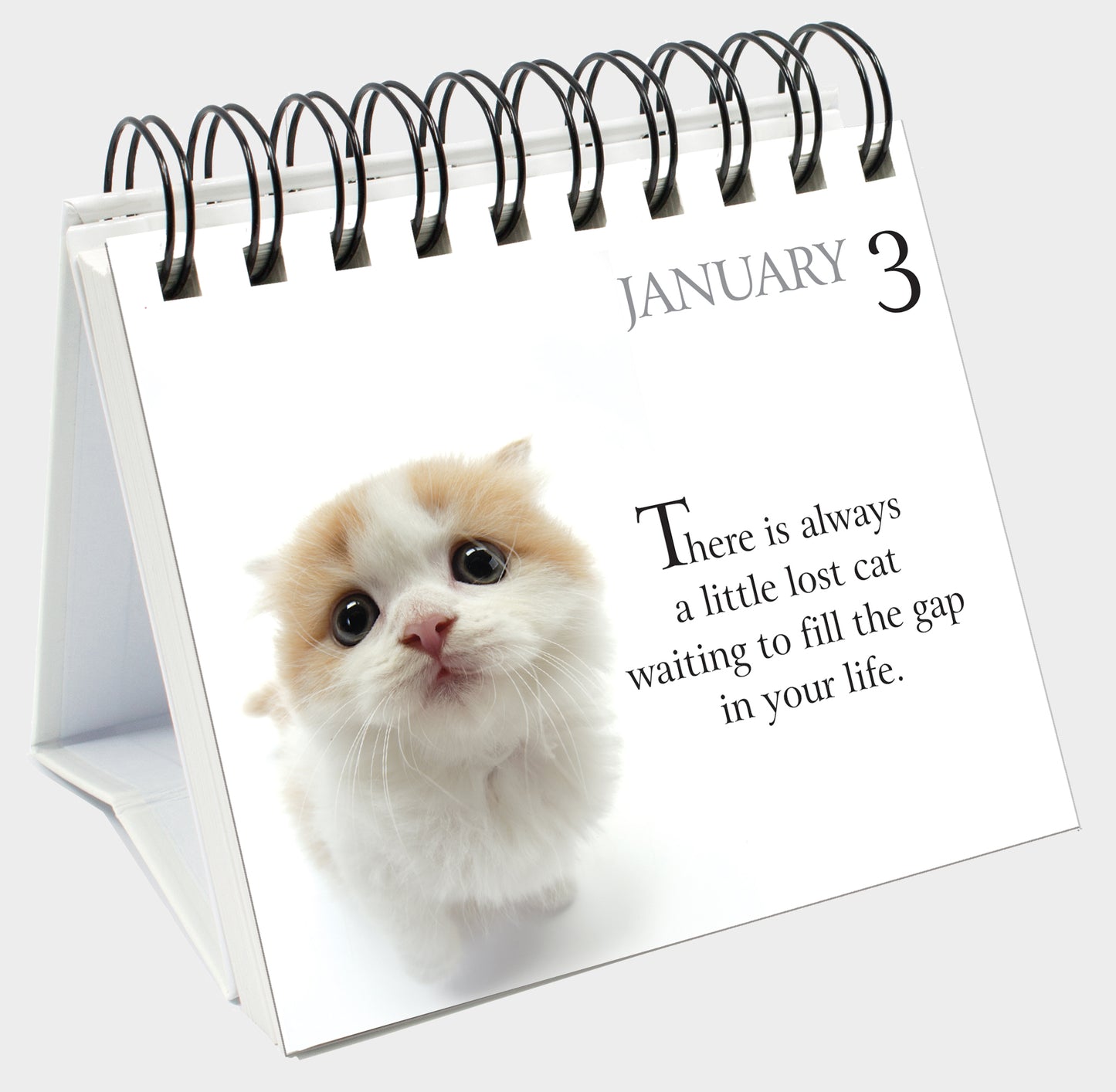 365 Days with my bossy Cat